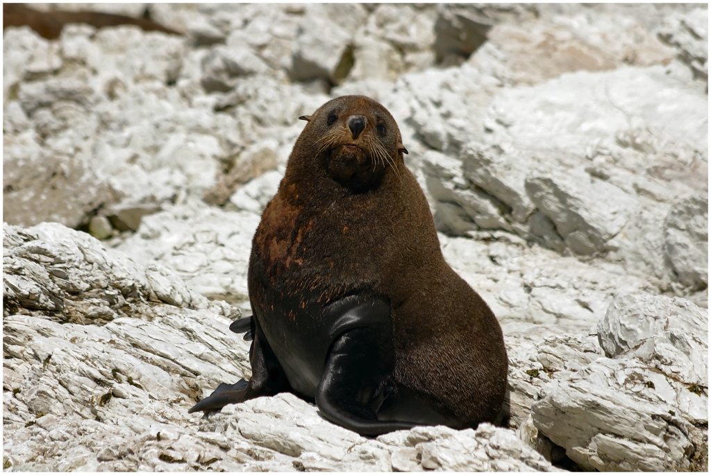 14 - Kaikoura (11).jpg